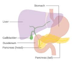 سرطان پانکراس تغذیه