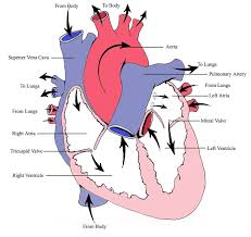 انواع آریتمی های قلبی با شکل