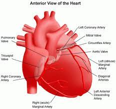 عوارض عمل قلب باز در سن بالا