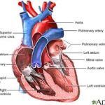 آنژیوگرافی قلب با فیلم