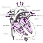 آنژیوگرافی قلب برای افراد مسن