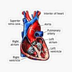 آنژیوگرافی قلب به انگلیسی