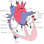 آنژیوگرافی قلب کودکان نی نی سایت