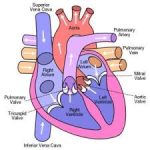 پزشکان آنژیوگرافی قلب