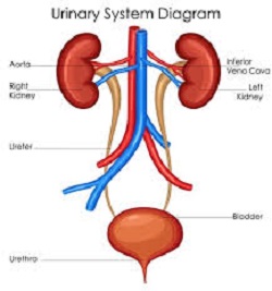متخصص اورولوژی و کلیه در شهریار