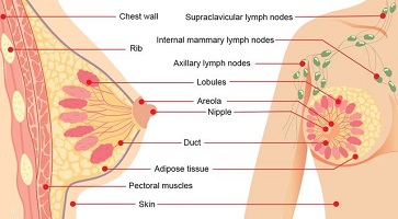 best breast cancer surgeon in houston