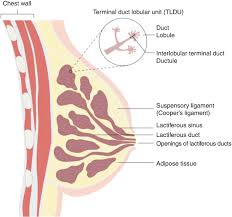 best colon cancer surgeon in mumbai