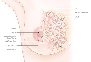 breast cancer surgeon dubai