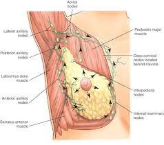 breast cancer surgeon ıt