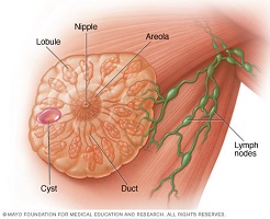 breast cancer surgeon mayo clinic