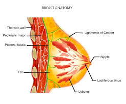 breast cancer surgeon melbourne