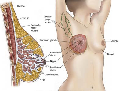 dr soumen das breast cancer surgeon in kolkata surgical oncologist