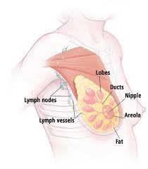 what type of surgeon operates on colon cancer